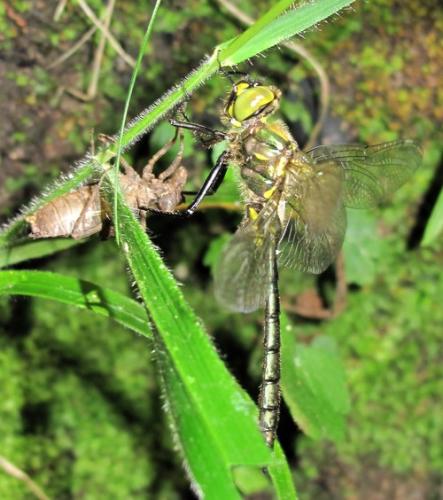 Réf. 54 123 : Somatochlora meridionalis