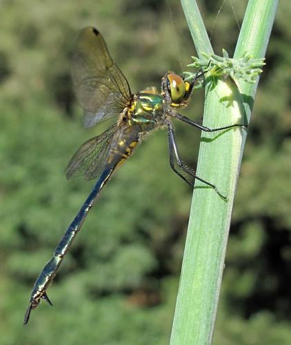 Réf. 54 122 : Somatochlora meridionalis