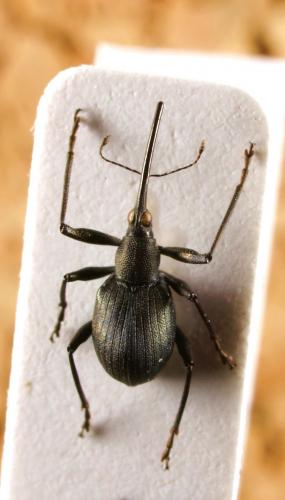 Réf. 54 721 : Apioninae inconnu