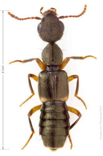 Rugilus orbiculatus