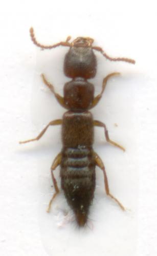 Medon sp.