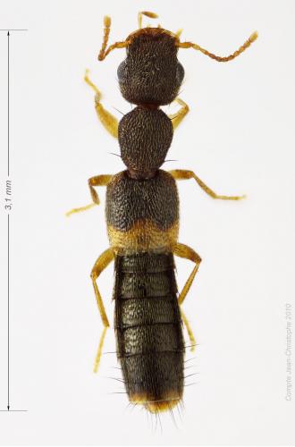 Réf. 54 883 : Astenus sp.