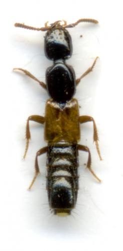 Réf. 54 966 : Hypnogyra angularis