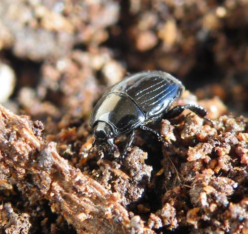 Margarinotus merdarius