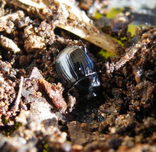 Réf. 54 569 : Margarinotus merdarius