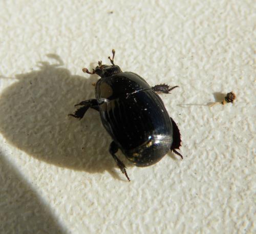 Margarinotus merdarius