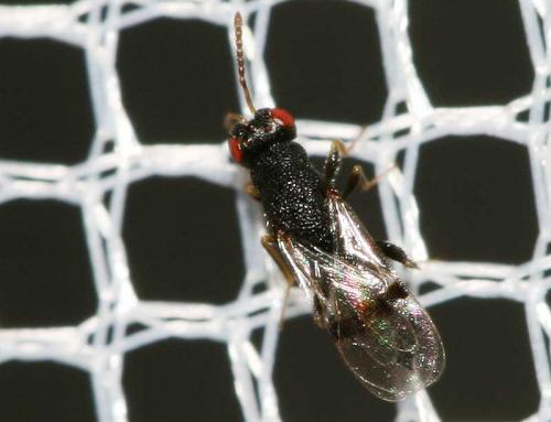 Sycophila biguttata