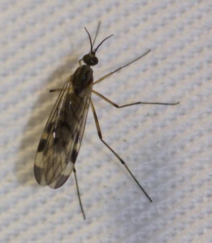 Sylvicola sp.