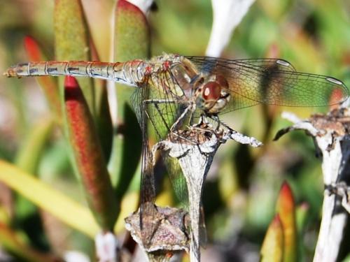 Sympetrum striolatum