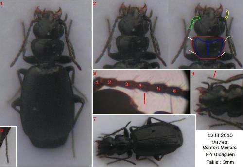 Réf. 54 843 : Syntomus truncatellus