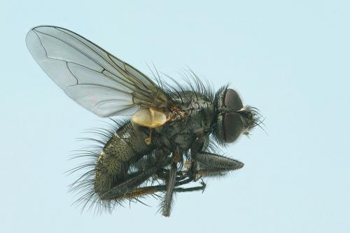 Réf. 54 882 : Macquartia dispar