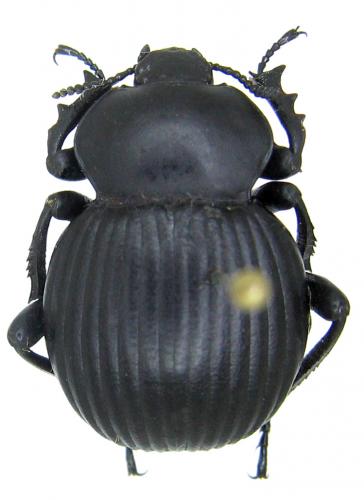 Gonopus tibialis