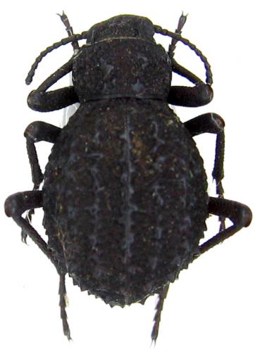 Renatiella reticulata reticulata