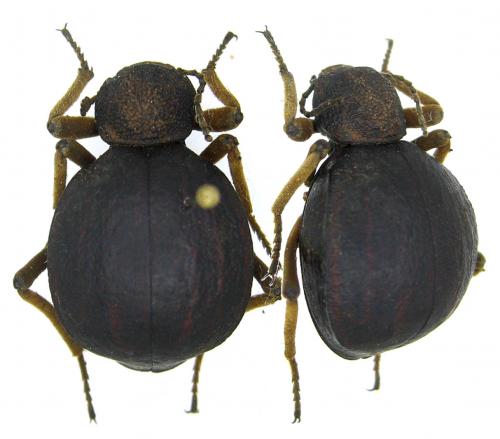 Dichtha quedenfeldti