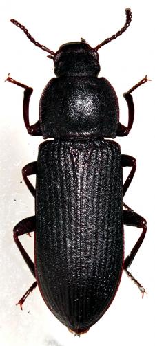 Tenebrio obscurus