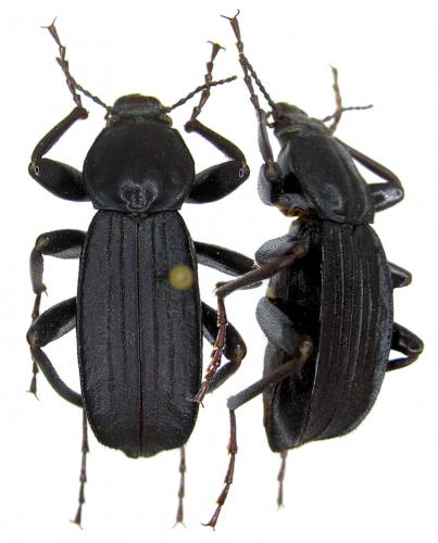 Setenis sp.
