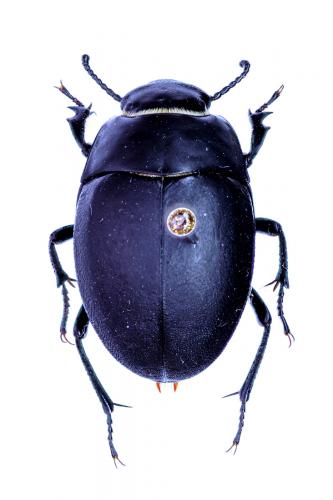 Erodius tibialis