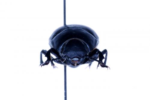 Réf. 54 446 : Erodius tibialis