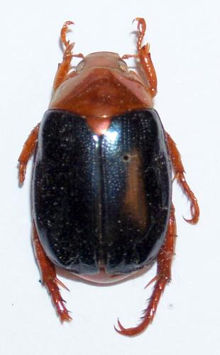Réf. 54 317 : Callistethus excellens