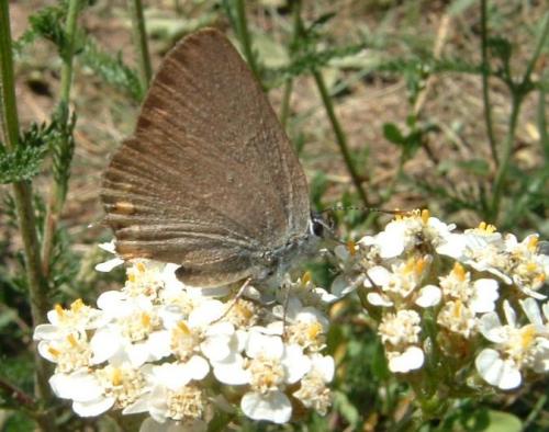 Réf. 54 217 : Satyrium sp.