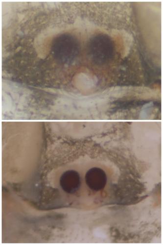 Réf. 54 705 : Theridion melanurum