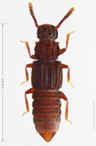 Thoracophorus corticinus