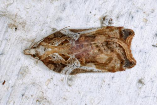 Réf. 54 848 : Acleris cristana