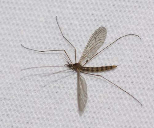 Trichocera annulata
