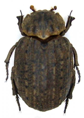 Omorgus sp.