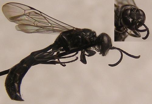 Trypoxylon beaumonti