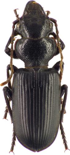 Tschitscherinellus cordatus