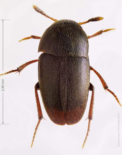Réf. 54 802 : Ptomaphagus varicornis