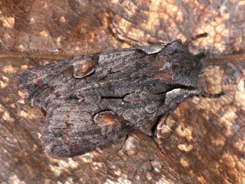 Lithophane furcifera