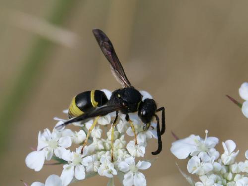 Réf. 54 367 : Ancistrocerus sp.
