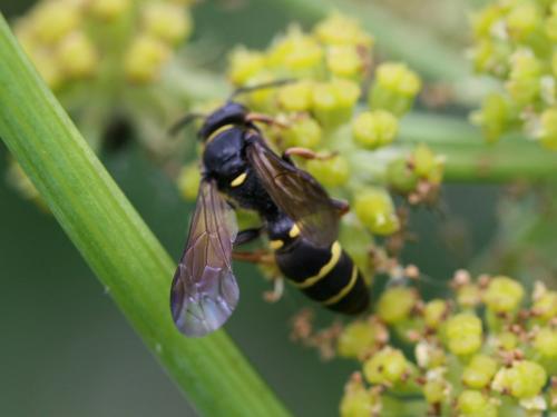 Argogorytes mystaceus