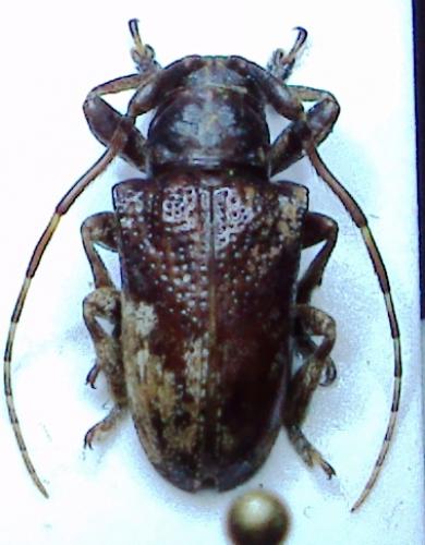 Réf. 54 099 : Tulcus tigrinatus