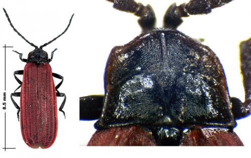 Xylobanellus erythropterus