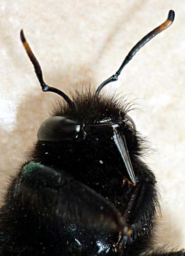 Xylocopa violacea