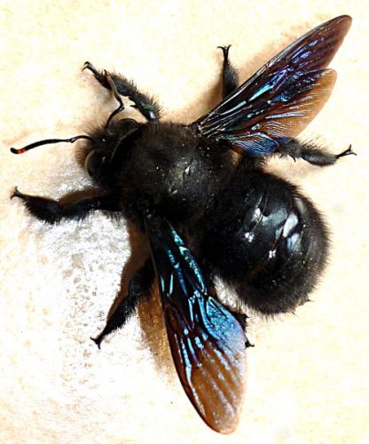 Xylocopa violacea