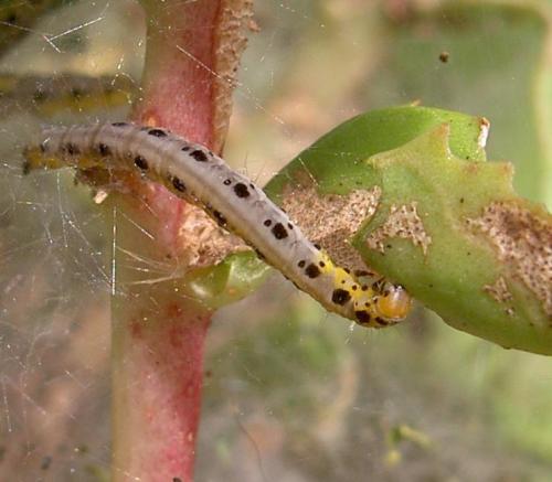 Yponomeuta sedella