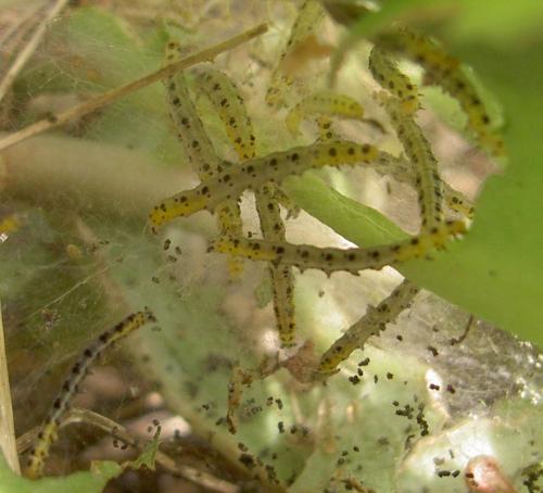 Yponomeuta sedella