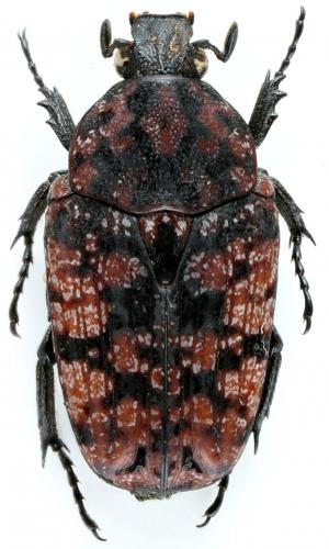 Anthracophorides capeneri