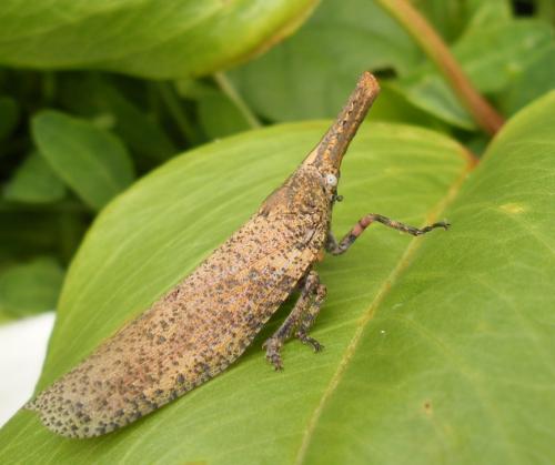 Zanna sp.