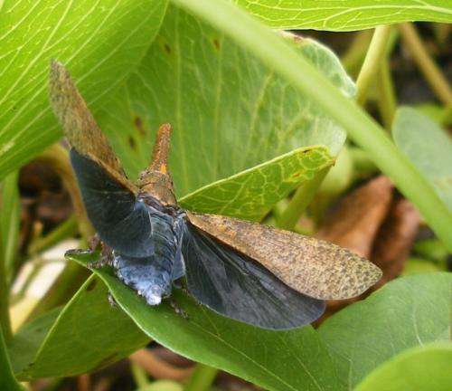 Zanna sp.