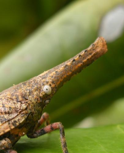 Zanna sp.