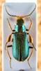 54724 – Photo : vanderbergh – Zambie
