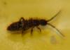 Orchesella cincta