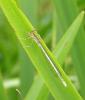 Platycnemis pennipes