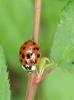 Harmonia axyridis