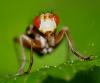 54433 – Photo : Christine DEVILLERS – Belgique